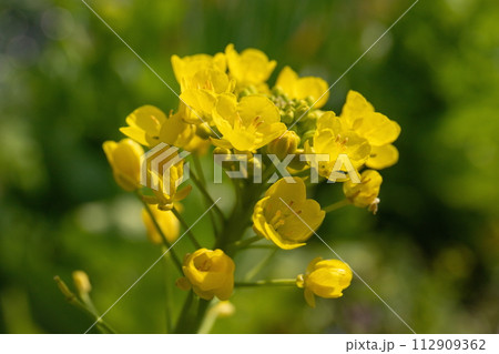 菜の花 (白菜の花) 菜の花 (白菜の花) 112909362