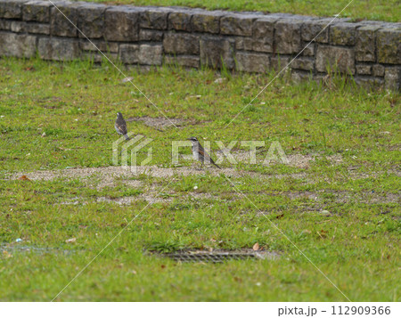 雨の公園で餌を探すツグミ 112909366