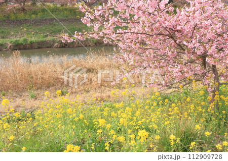 河津桜と菜の花のある風景 112909728