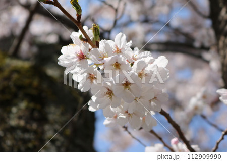 見頃を迎えた満開のソメイヨシノ Someiyoshino cherry full bloom 112909990