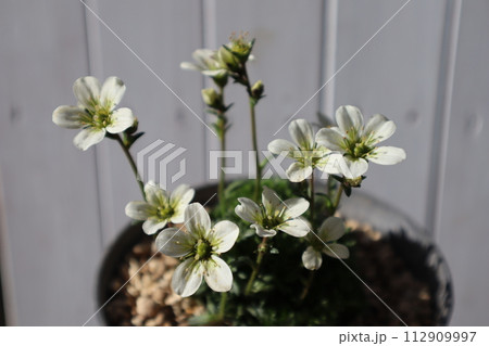 可愛いクモマグサの白い花 112909997