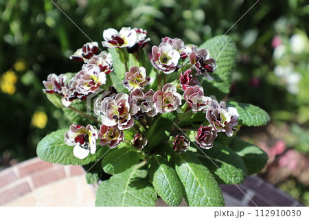 可愛いプリムラの花 112910030