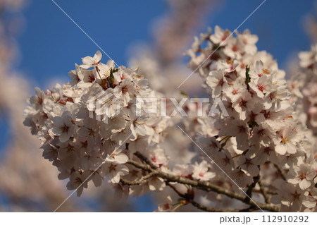 見頃を迎えた満開のソメイヨシノ Someiyoshino cherry full bloom 見頃を迎えた満開のソメイヨシノ Someiyoshino cherry full bloom 112910292
