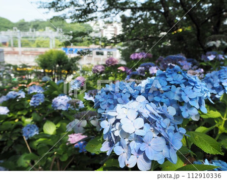 大田区立多摩川台公園の満開の美しいアジサイ 112910336