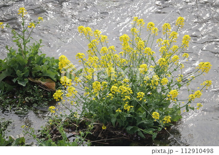 キラキラ輝く川の水面に浮かぶ黄色い菜の花 112910498