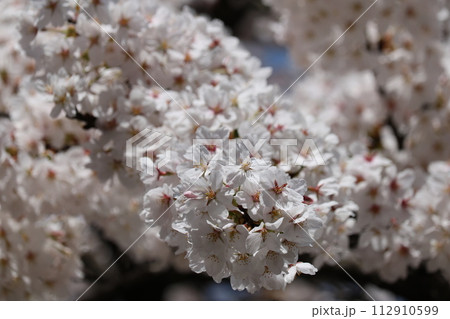 見頃を迎えた満開のソメイヨシノ Someiyoshino cherry full bloom 112910599
