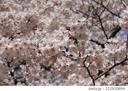 見頃を迎えた満開のソメイヨシノ Someiyoshino cherry full bloom 112910604
