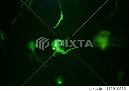 Jellyfish moving underwater. light reflection in water. 112910686