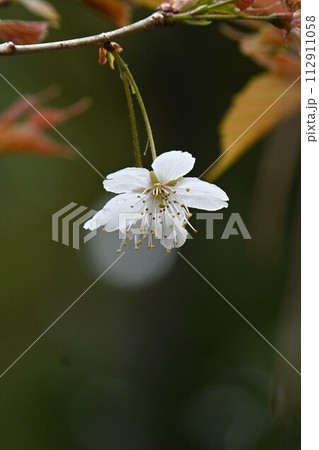 シナミザクラ（支那実桜）の花 112911058