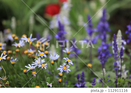 the view of the delicate European Michaelmas daisies 112911116