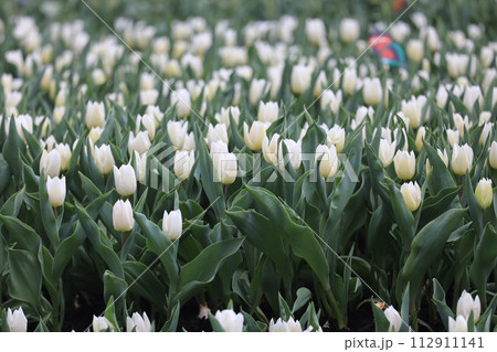 a White Tulip Flower Garden in Spring 112911141