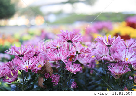 a cluster of orange chrysanthemum flowers at spring 112911504