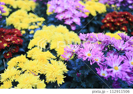 a cluster of orange chrysanthemum flowers at spring a cluster of orange chrysanthemum flowers at spring 112911506