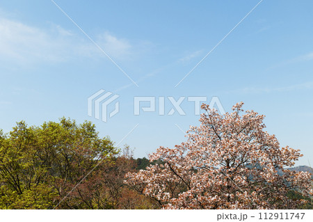 高尾山の桜 112911747