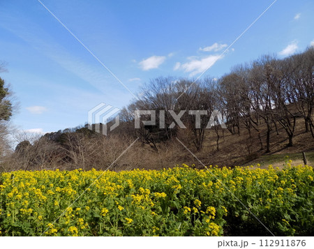 新横浜散歩 112911876