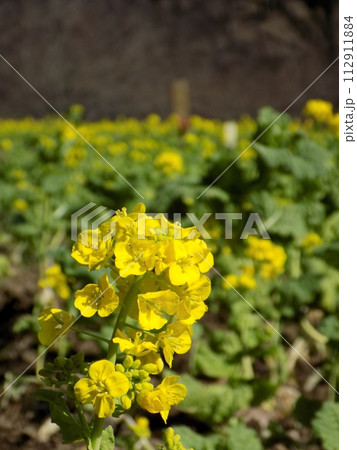 新横浜散歩 112911884