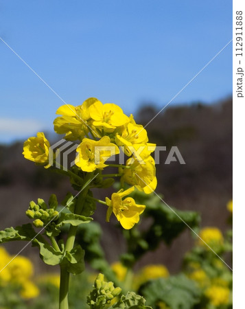 新横浜散歩 新横浜散歩 112911888
