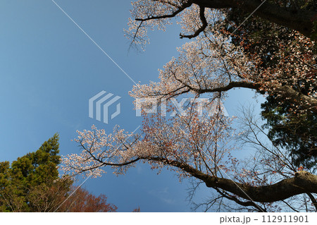高尾山の桜 112911901