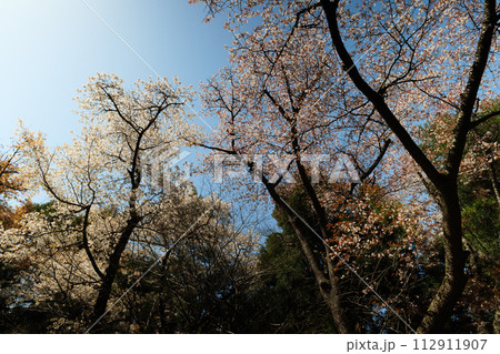 高尾山の桜 高尾山の桜 112911907