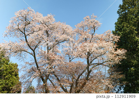 高尾山の桜 112911909