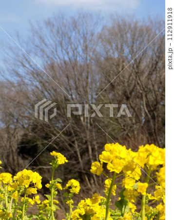 新横浜散歩 新横浜散歩 112911918