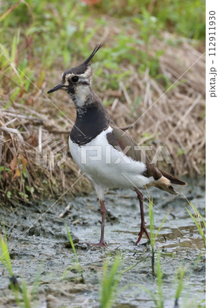 生き物　野鳥　タゲリ、体長三十センチちょっと。冬、湿地や田んぼで見ることが多い 112911930