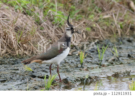 生き物　野鳥　タゲリ、光沢があり緑色や赤銅色、葡萄色に見える背中が美しい 112911931