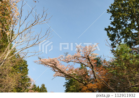 高尾山の桜 高尾山の桜 112911932
