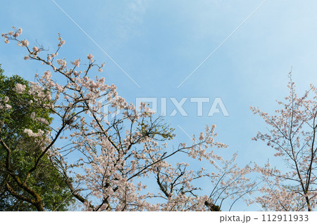 高尾山の桜 112911933