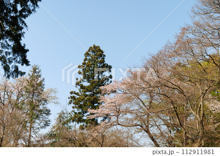 高尾山の桜 112911981