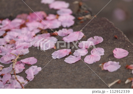 散った桜の花びら 散った桜の花びら 112912339