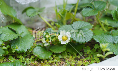 苺の花 苺の花 112912356