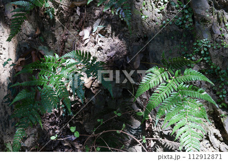高尾山の登山道から見る植物 112912871