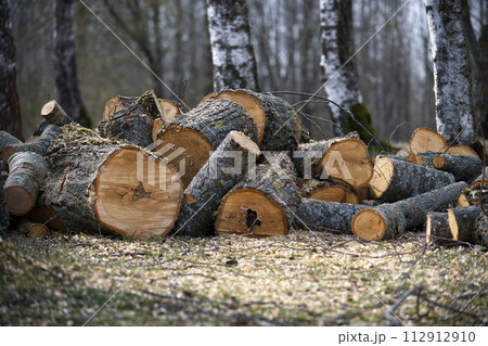 Freshly cut logs of different sizes piled up in forest Freshly cut logs of different sizes piled up in forest 112912910