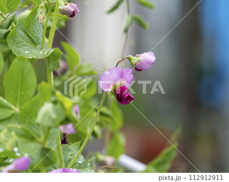 雨に濡れた紫エンドウの花 雨に濡れた紫エンドウの花 112912911