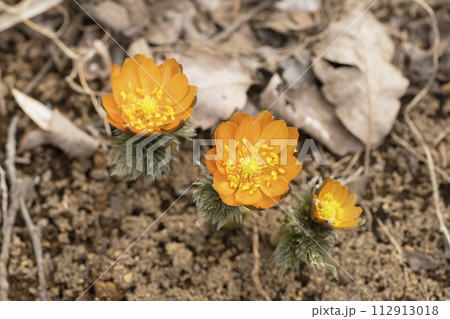 フクジュソウの花 112913018