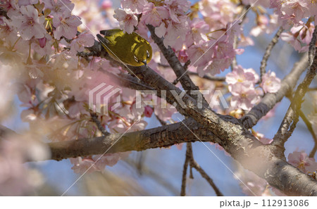 カワヅザクラの中のメジロ 112913086