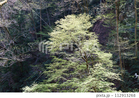 高尾山の登山道から見る春の樹木 112913268
