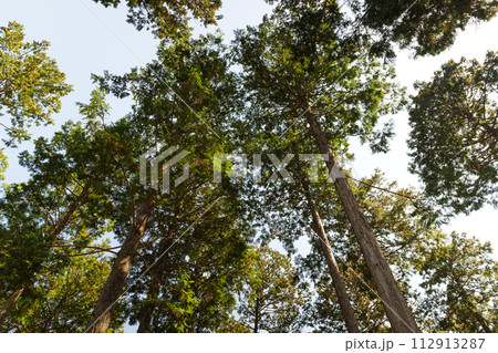 高尾山の登山道から見る春の樹木 112913287
