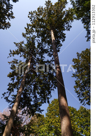 高尾山の登山道から見る春の樹木 高尾山の登山道から見る春の樹木 112913302