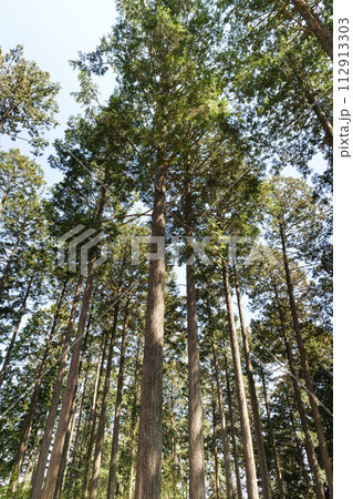 高尾山の登山道から見る春の樹木 112913303