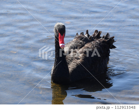 泳ぐ黒鳥 112913348