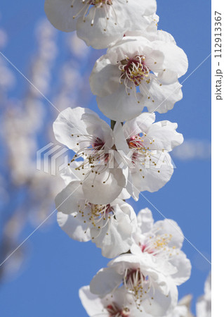白い梅の花 112913367