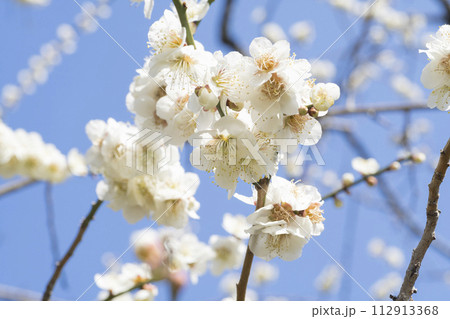 白い梅の花 白い梅の花 112913368