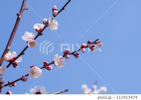 ピンクの梅の花 112913474