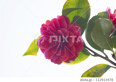椿の花 112913478