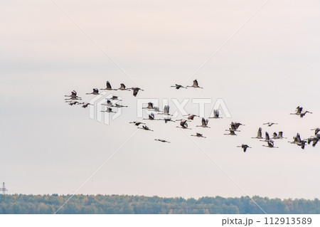 Flying cranes flock against blue sky Flying cranes flock against blue sky 112913589
