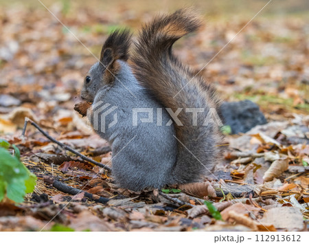Autumn squirrel with nut sits on green grass with fallen yellow leaves 112913612