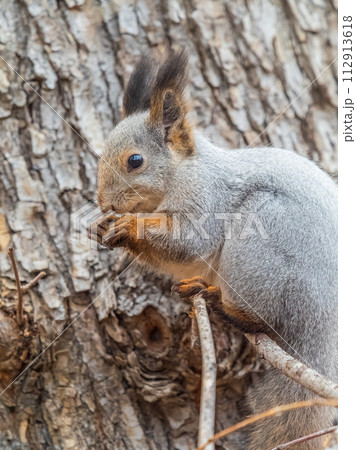The squirrel with nut sits on tree in the autumn. Eurasian red squirrel, Sciurus vulgaris. 112913618