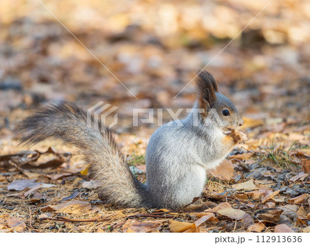 Autumn squirrel with nut sits on green grass with fallen yellow leaves 112913636